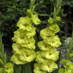 Gladiolus - Green Star