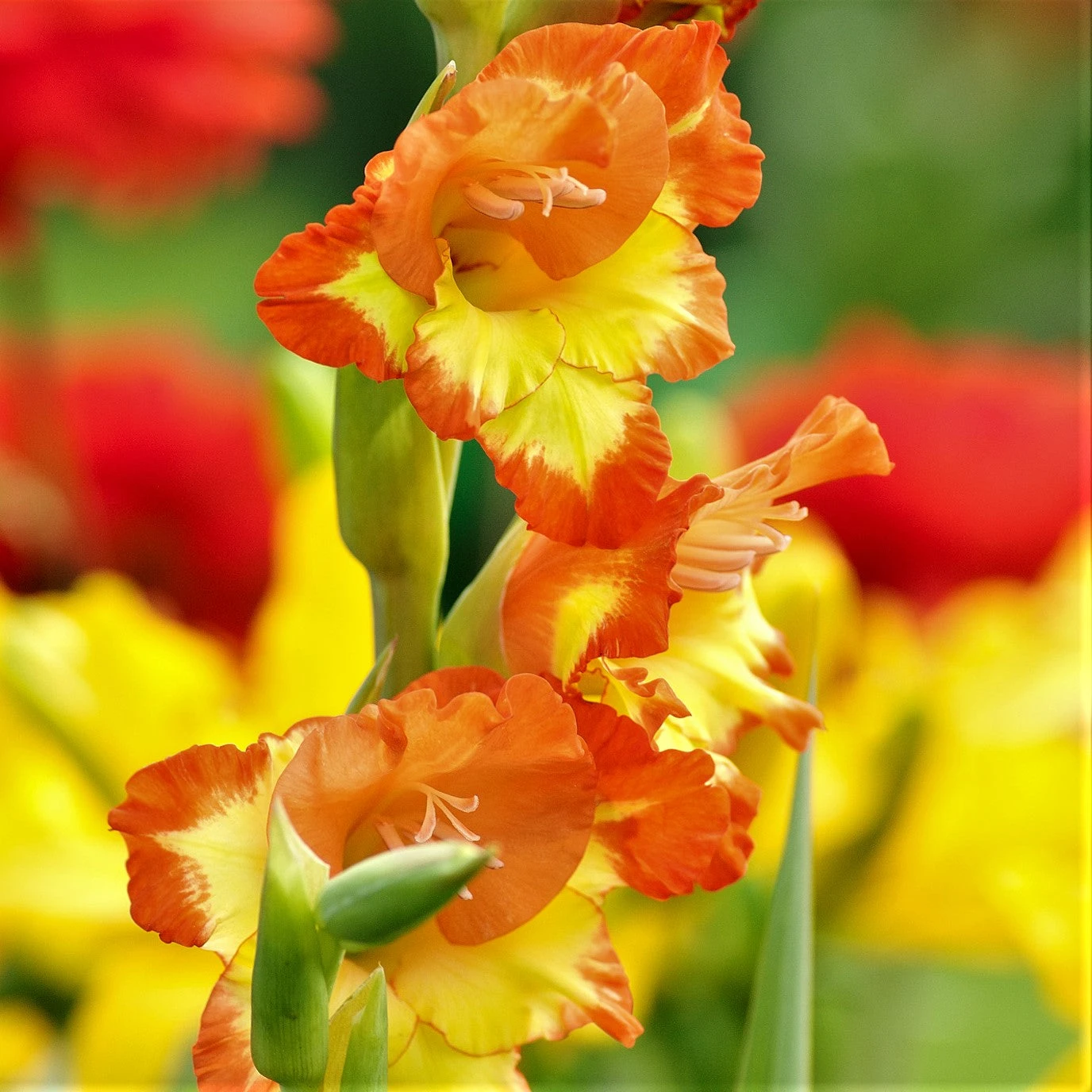 Gladiolus - Las Vegas - Image 3