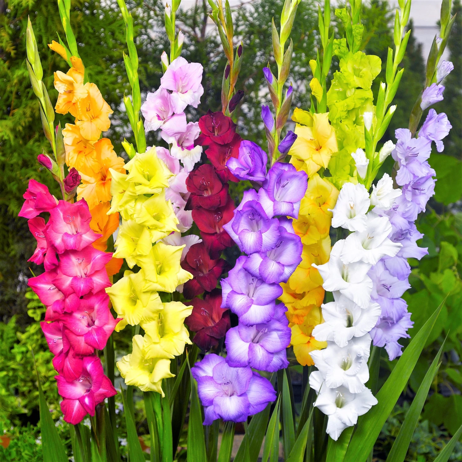 Gladiolus - Artistic Arrangers Mix - Image 2