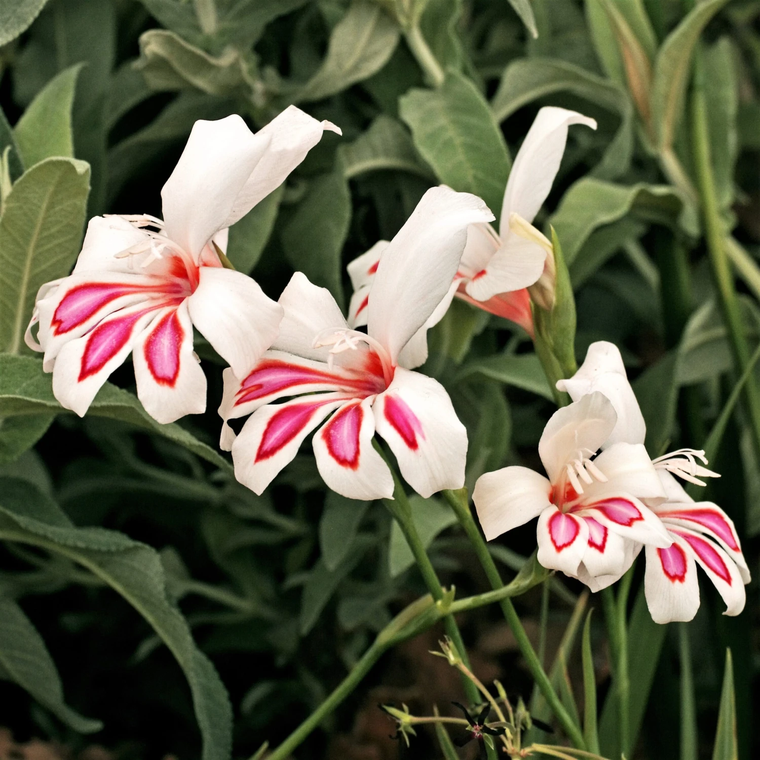 Gladiolus - Prins Claus - Image 2