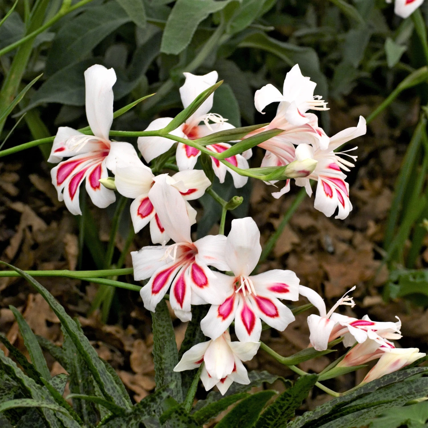 Gladiolus - Prins Claus - Image 3