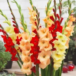 Gladiolus - Sunset Collection