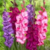 Gladiolus - Very Berry Collection