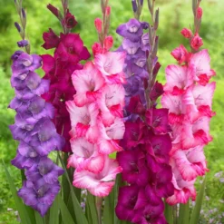 Gladiolus - Very Berry Collection
