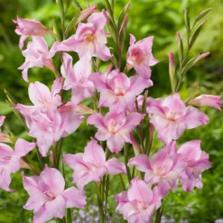 Gladiolus - Charming Lady