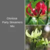 Gloriosa - Party Streamers Mix