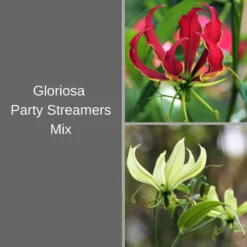 Gloriosa - Party Streamers Mix