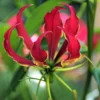 Gloriosa - Rothschildiana