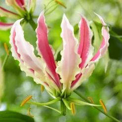 Gloriosa - Sparkling Jip