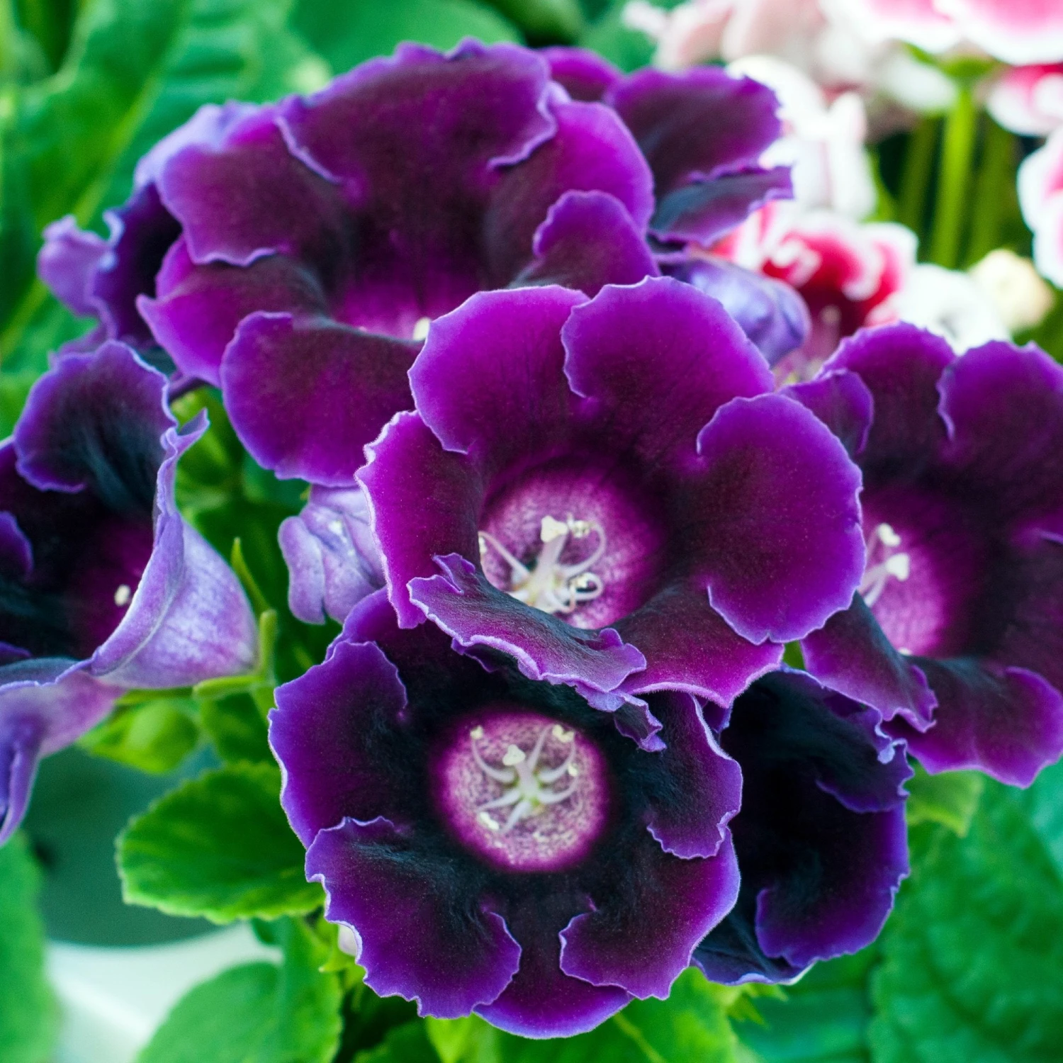Gloxinia - Hollywood