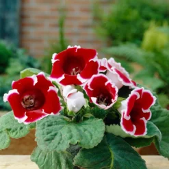 Gloxinia - Kaiser Friedrich