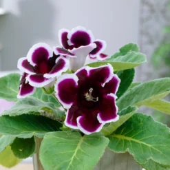 Gloxinia - Kaiser Wilhelm