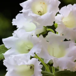 Gloxinia - Mont Blanc