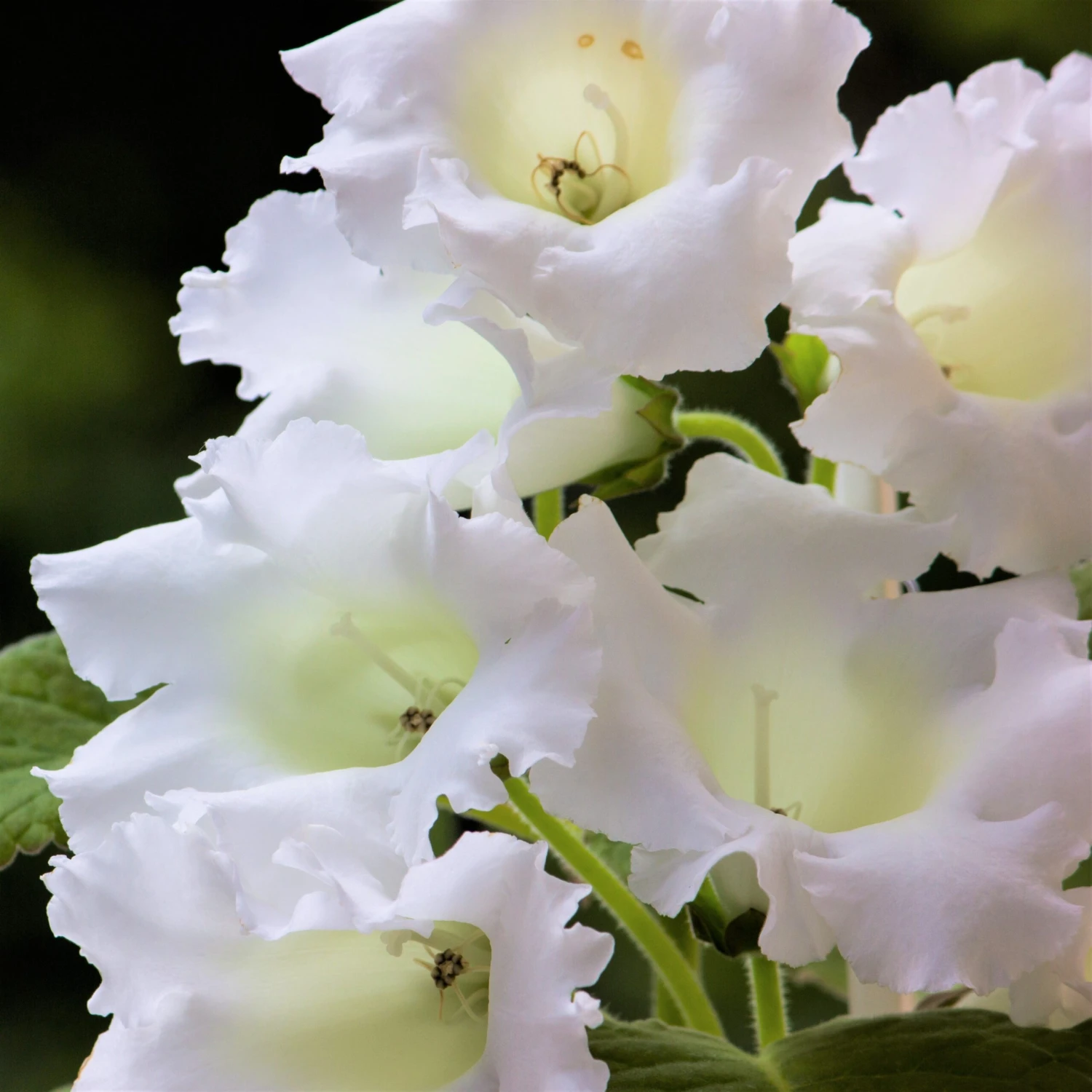 Gloxinia - Mont Blanc