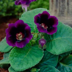 Gloxinia - Violacea