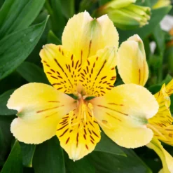 Alstroemeria - Inca Gold Rush 3 Pack