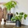Good Vibes Houseplant Collection