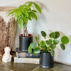 Good Vibes Houseplant Collection
