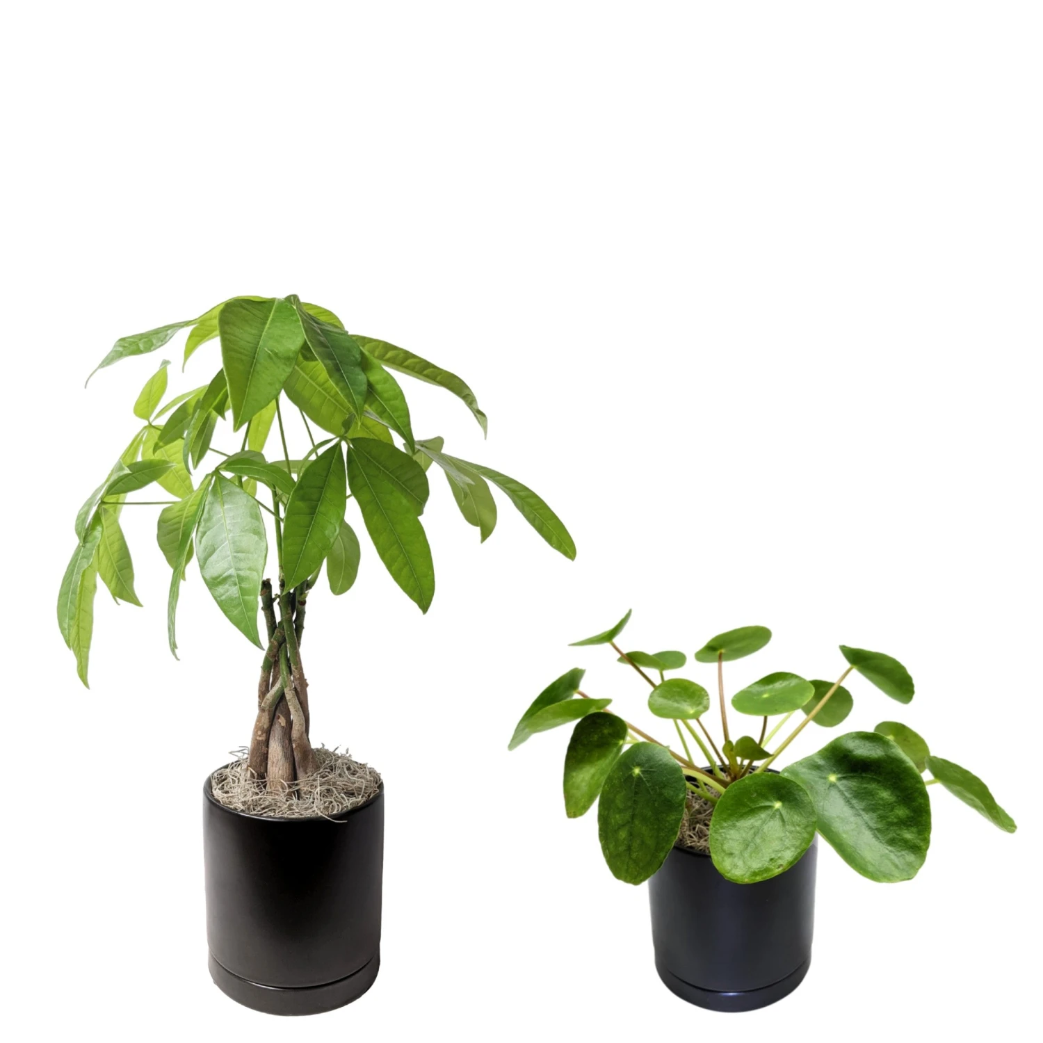 Good Vibes Houseplant Collection - Image 3