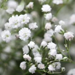 Gypsophila - Paniculata Baby's Breath White