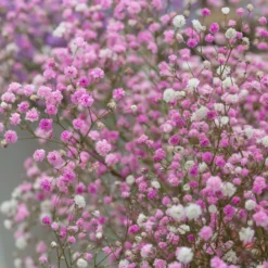 Gypsophila - Paniculata Baby's Breath Pink