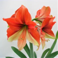 Amaryllis - Half & Half