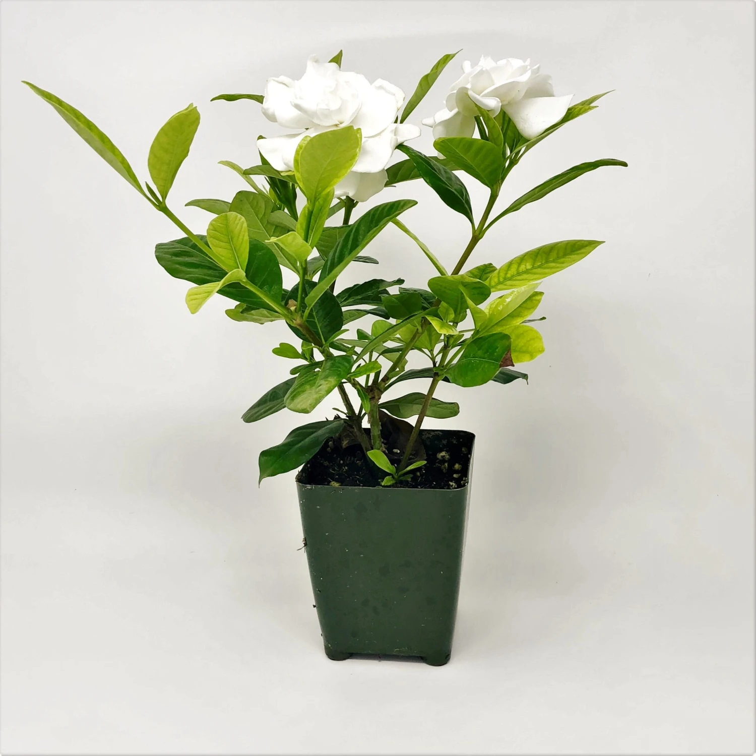 Gardenia - Crown Jewel 3 Pack - Image 4