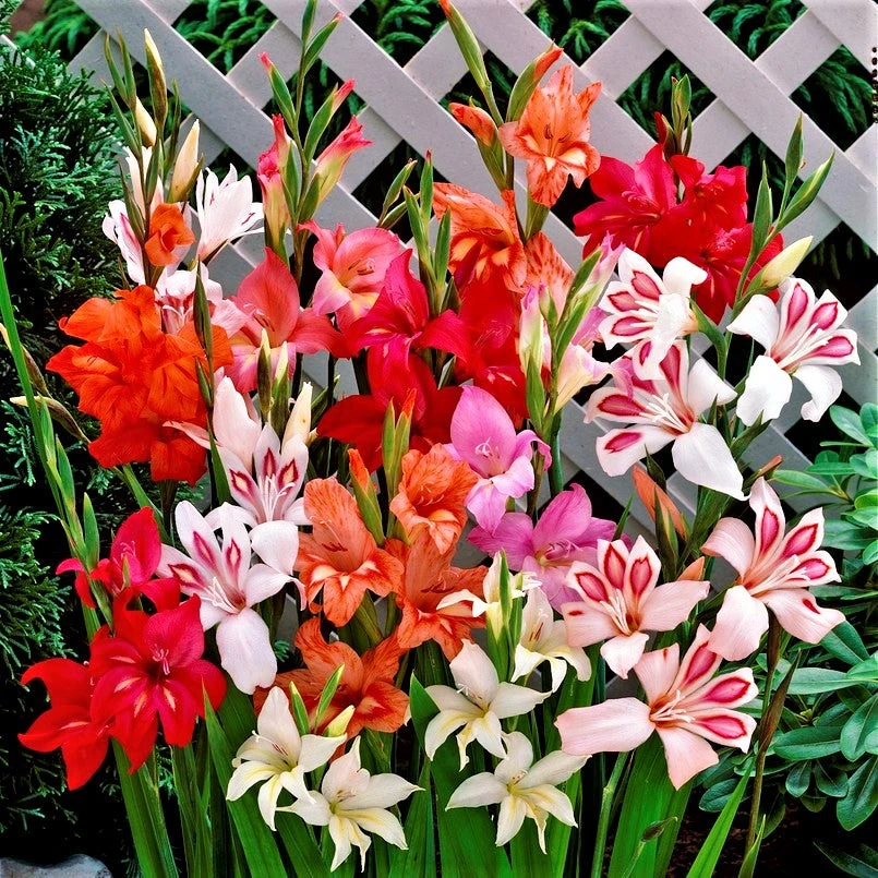 Gladiolus - Nanus Hardy Easy To Grow Mix