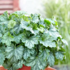 Heuchera - Carnival Cocomint 3 Pack