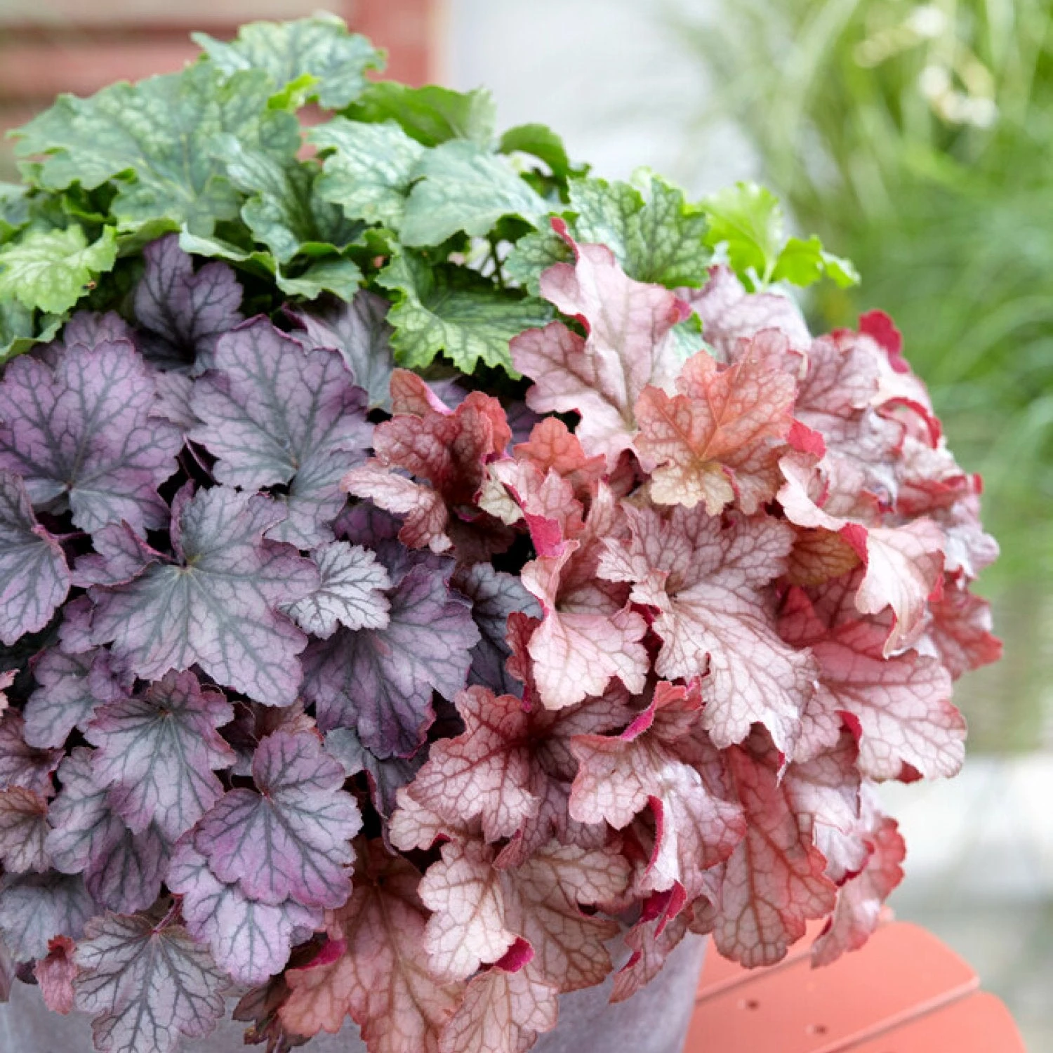 Heuchera - Carnival Collection 3 Pack