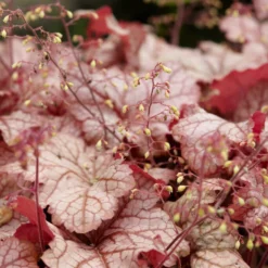 Heuchera - Carnival Peach Parfait 3 Pack