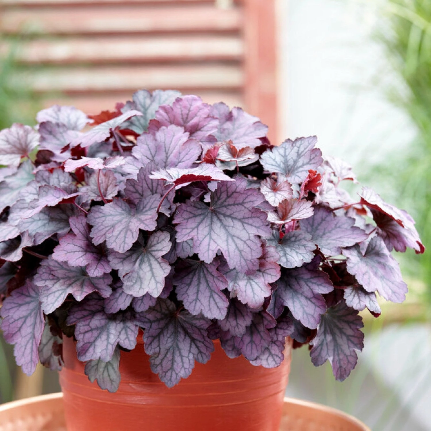 Heuchera - Carnival Plum Crazy 3 Pack
