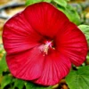 Hibiscus - Hardy Fleming's Fireball