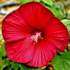 Hibiscus - Hardy Fleming's Fireball