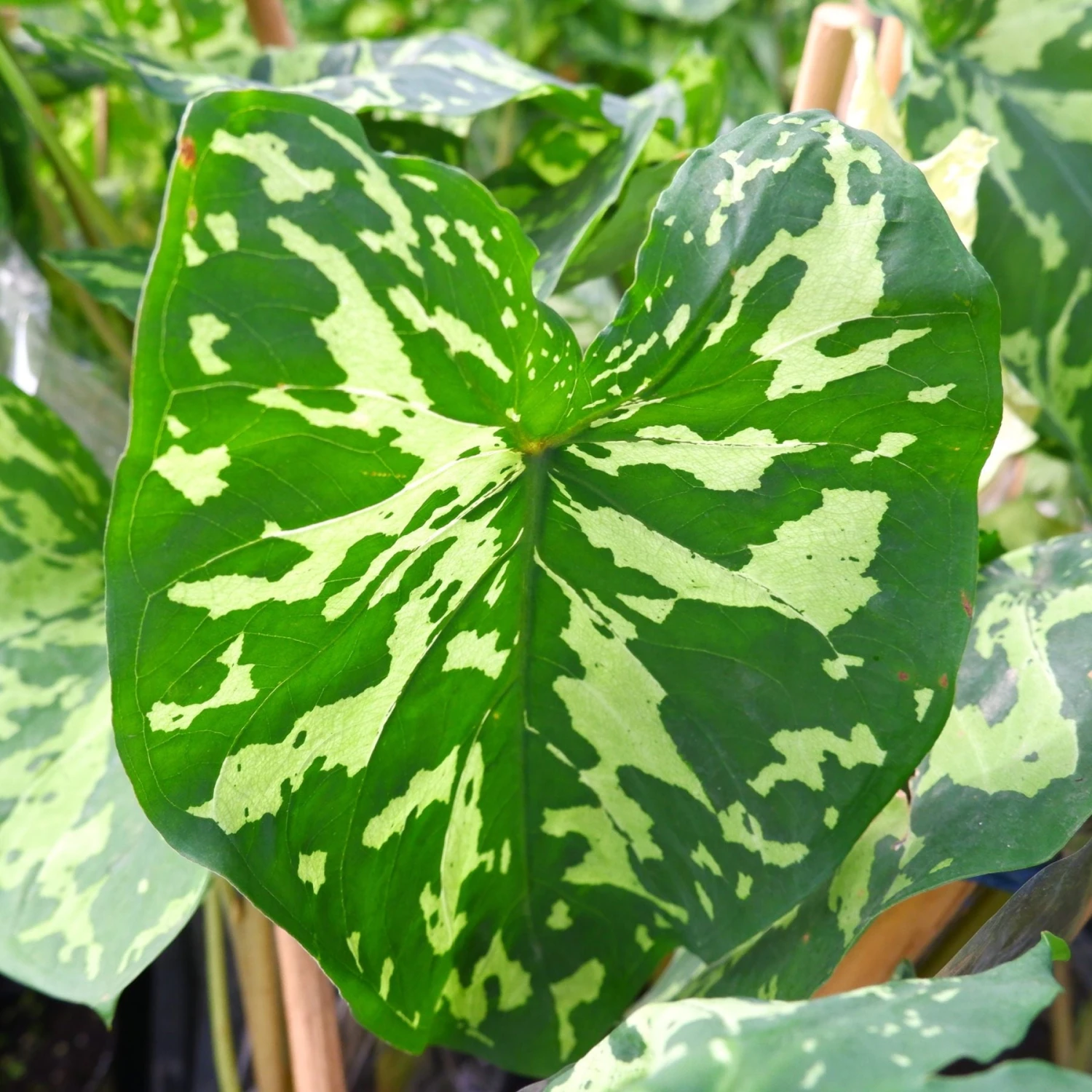 Alocasia - Hilo Beauty - Image 2