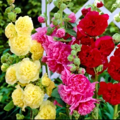 Hollyhock - Double Flowering Collection 3 Pack