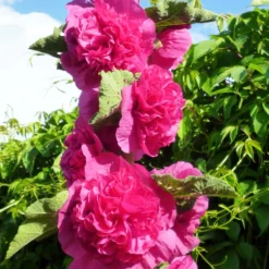 Hollyhock - Double Pink 3 Pack