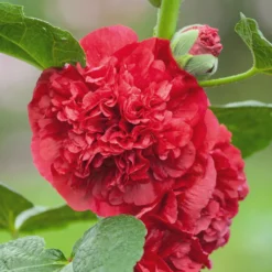 Hollyhock - Double Scarlet 3 Pack