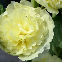 Hollyhock - Double Yellow 3 Pack