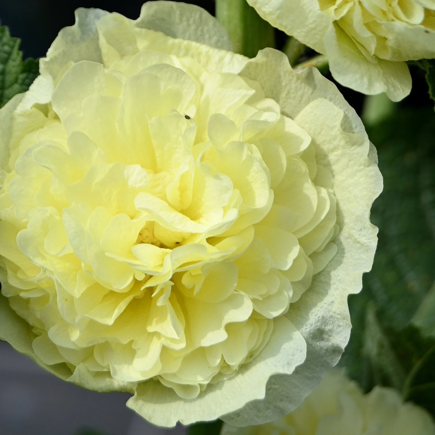 Hollyhock - Double Yellow 3 Pack