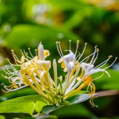 Honeysuckle - Hall's Prolific