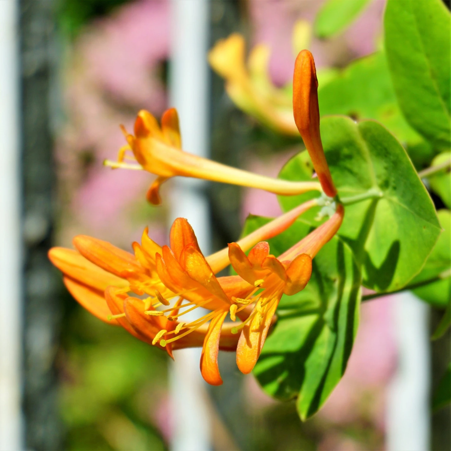 Honeysuckle - Mandarin - Image 3