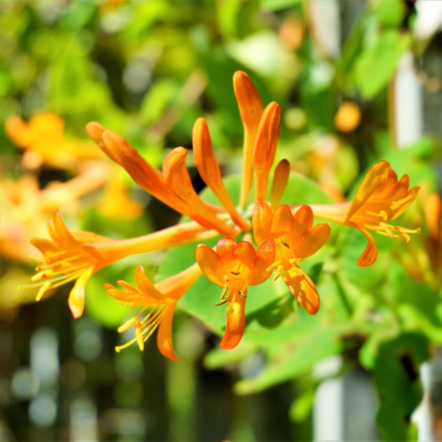 Honeysuckle - Mandarin - Image 2