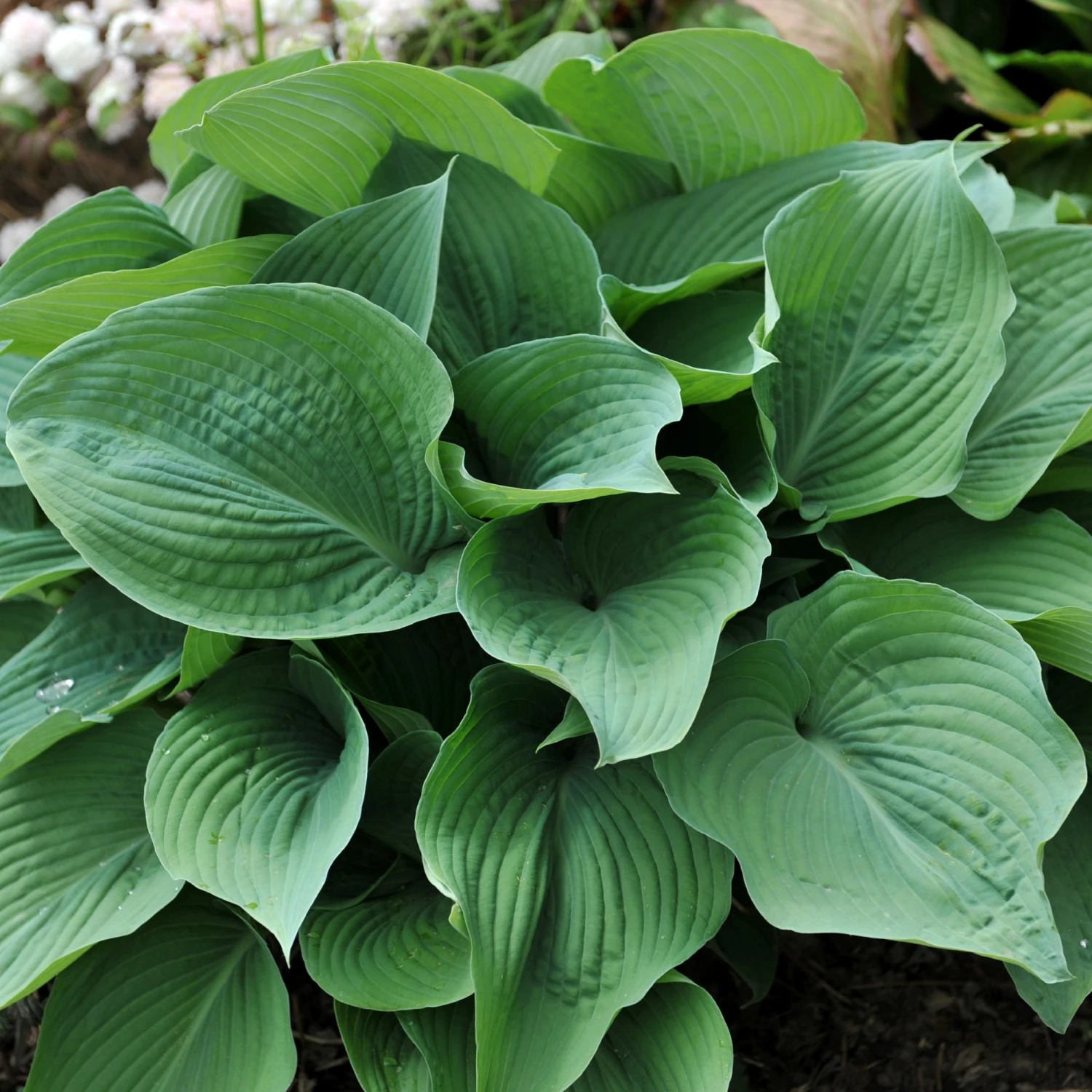 Hosta - Blue Angel