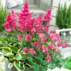 Astilbe, Dicentra & Hosta - Romance Shade Blend