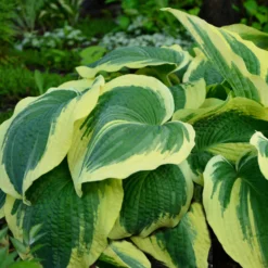Hosta - Earth Angel