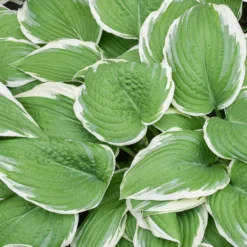 Hosta - Francee