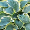 Hosta - Frances Williams