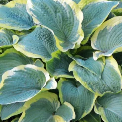 Hosta - Frances Williams