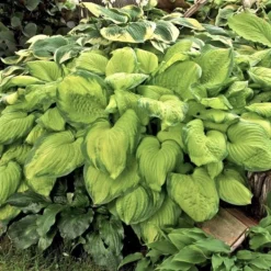 Hosta - Guacamole